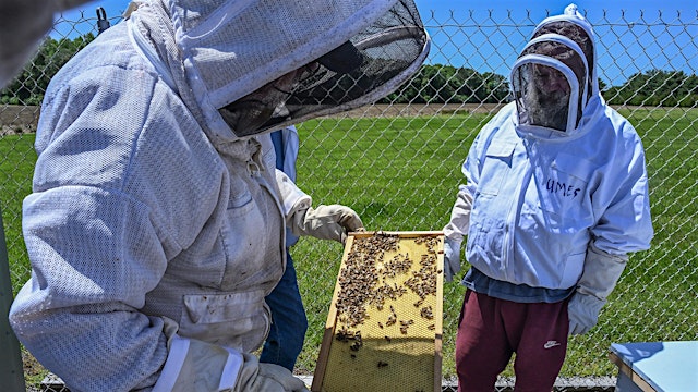 Image principale de Summer Hive Inspections: Strategies & Tips for the Dog Days of Summer