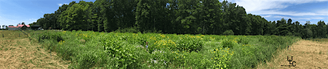Image principale de Grazed Native Prairie for Yield & Healthy Land, Livestock & People