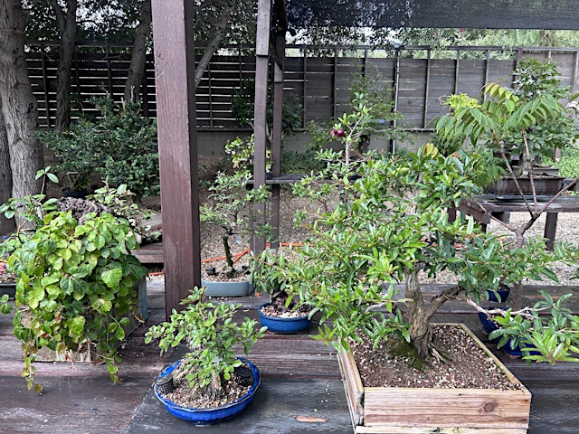 Image principale de BCC: Bonsai, Cookies, & Coffee