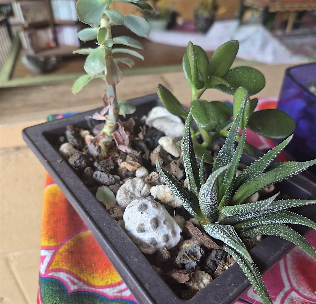 Succulent Garden Workshop