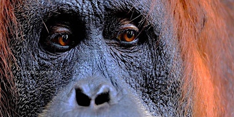 LVNP: An evening with Craig Jones 'Orangutans and tigers' primary image