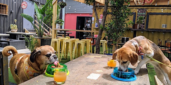 Footscray Puppy Pub Crawl