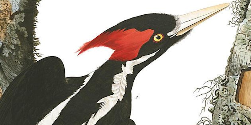 Artist rendering of an Ivory-billed woodpecker