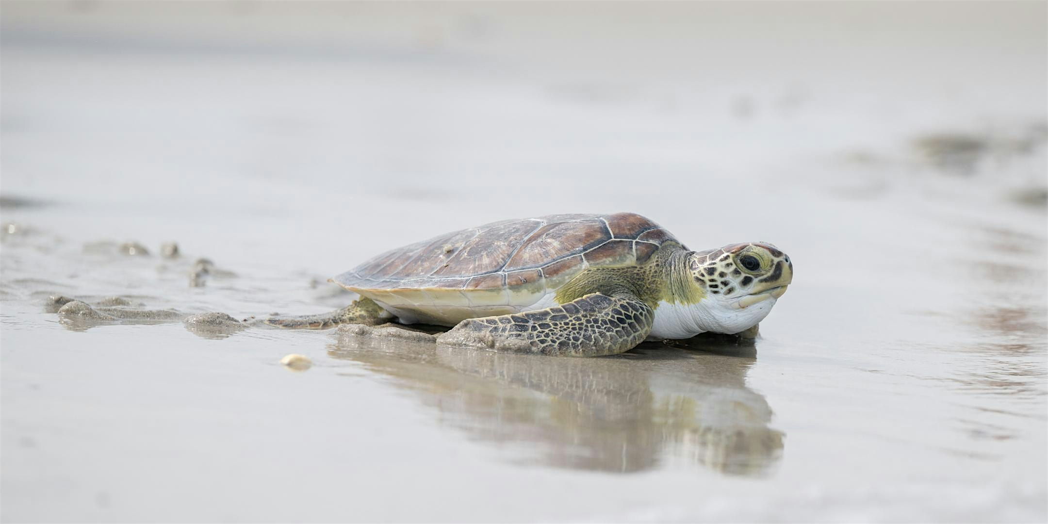Sea Turtle Day (Girl Scouts of the Nation’s Capital)