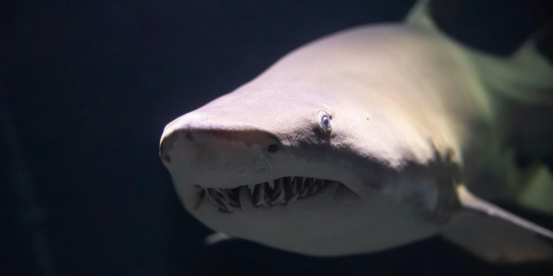 Shark Day (Girl Scouts of the Nation’s Capital)