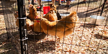 Backyard Chicken Training Class - Online at your own pace primary image