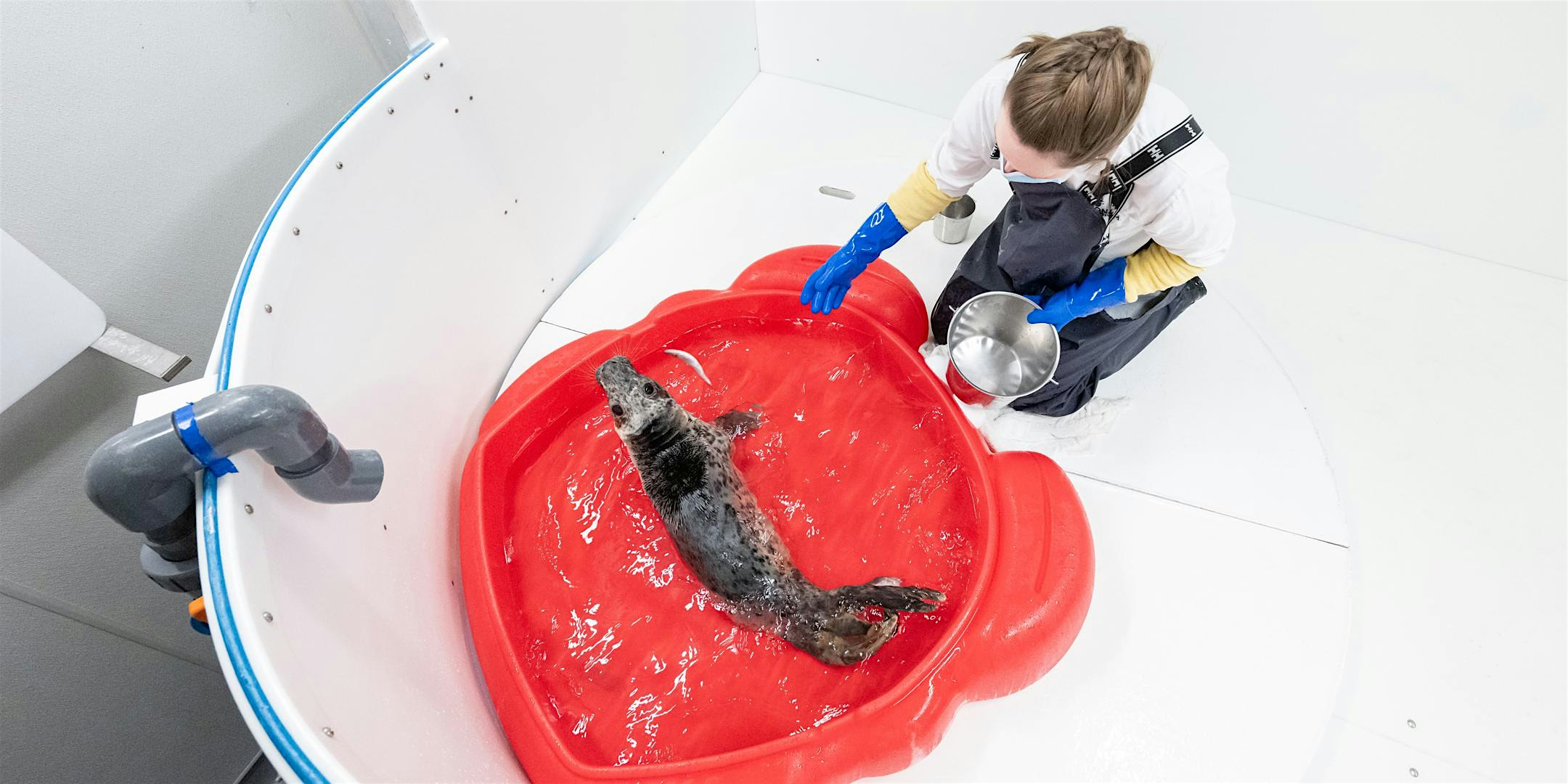 Ready! Rescue, Rehabilitate & Release! Girl Scouts of the Nation’s Capital