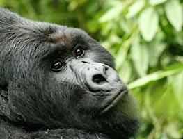 Image principale de BUDGET GORILLA TREKKING IN UGANDA AND RWANDA