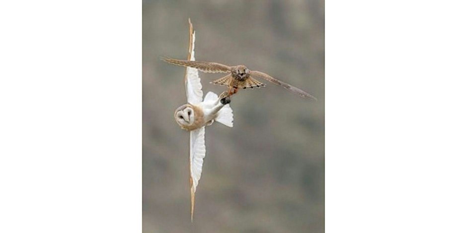 Barn Owl verses Kestrel