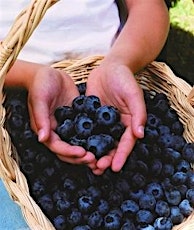 Grape, Brambles & Blueberries to the Kitchen (Free) includes a coupon primary image