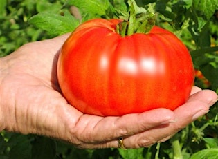 Grow Your Own Groceries From Tomatoes 2 Fruits (Free) primary image