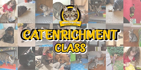 Online Cat Enrichment Class: How Do I Love My Cats? Let Me Count the Ways