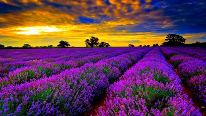 The Power of Essential Oils and Stress tickets
