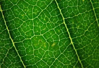 April 2014 Bay Area Biomimicry Network Swarm: Our Next Iteration primary image