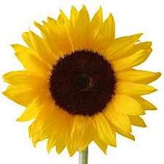 SAMS Sunflowers primary image