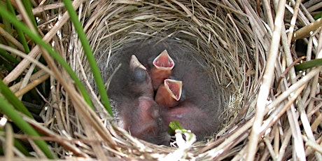 *Postponed* Making baby birds: nest finding and recording tickets