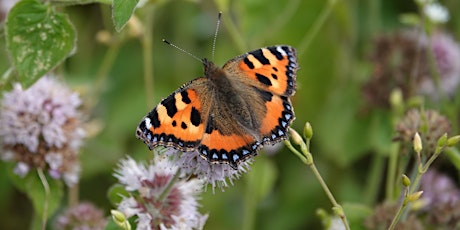 Prof Dave Goulson, The Garden Jungle: how to save our insects