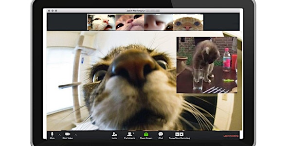 The internet has gone to the cats! MCC 3M World Record Cat Conference Call
