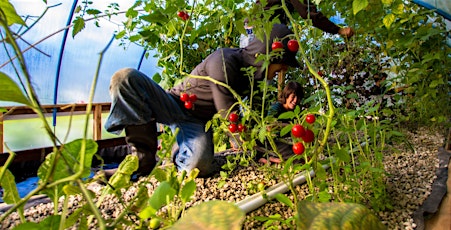Hauptbild für 2015 Urban Farming Certificate Program: Food Skills in Action