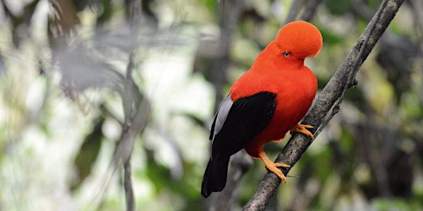 Global Birding online: Colombia