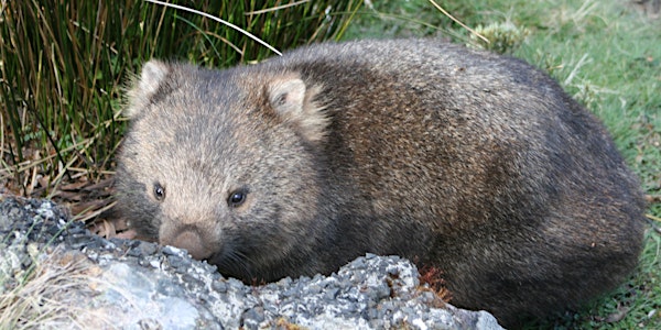 Wombat Storytime @ Whitemark Library