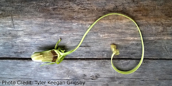 Field Botany: Basics of Plant Identification