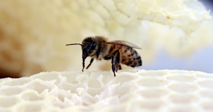 BEES & HONEY: From Flower to Table primary image