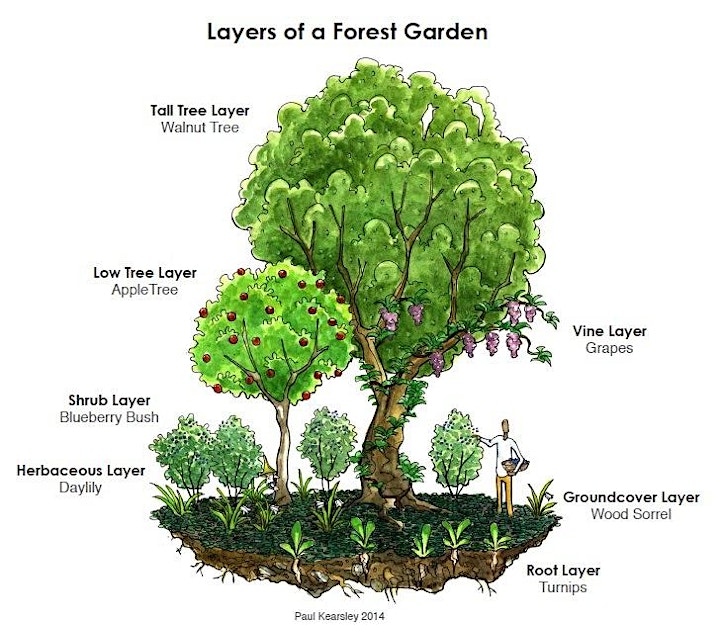 Grow-Your-Own (Urban) Food Forest: Weekend Workshop image