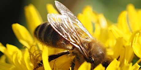 Honey & Native Bee Pollination Tour primary image