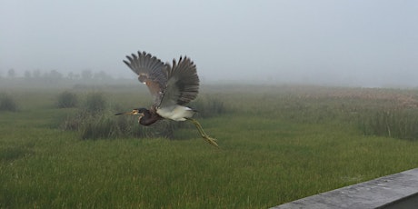 Bird ID Field Trip for Homeschoolers @ Celery Fields primary image