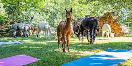 Hauptbild für Alpaka Yoga Bern Ost