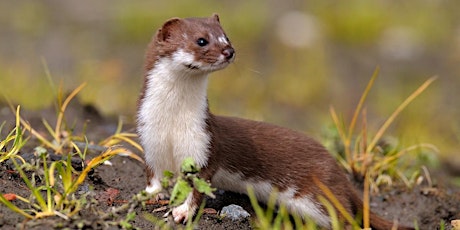 Weasels and their Cousins - Digital Wildlife Walk