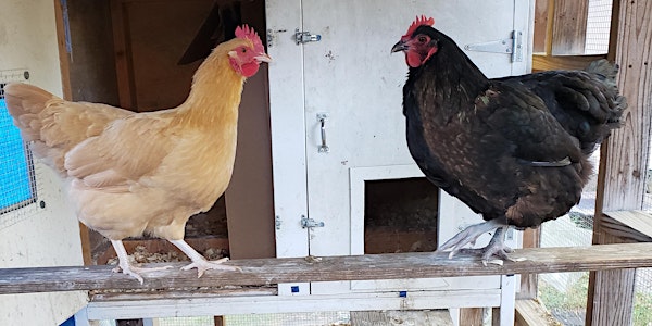 Basic Backyard Chicken Keeping (Virtual)