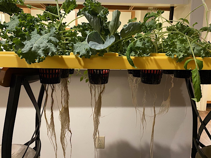 
		Introduction to Hydroponics and Aeroponics image
