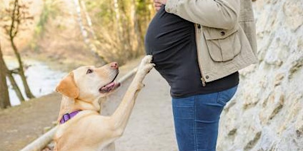 Webinar: Zwanger? Maak jouw hond babyproof!