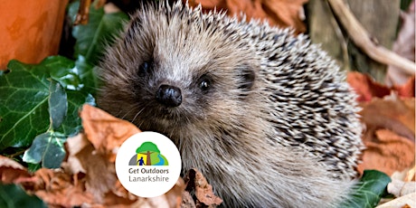 Hedgehog Ecology, Care and Volunteering  for HogWatch Scotland primary image