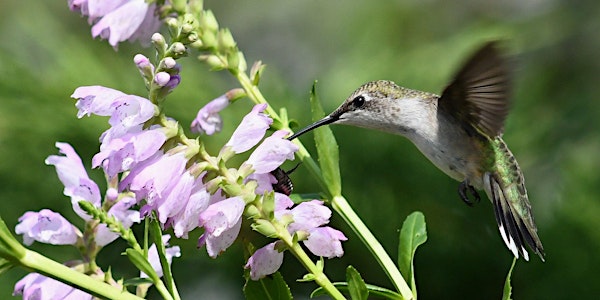 WGLBBO Free Webinar Series: Help Birds, Pollinators and Your Community