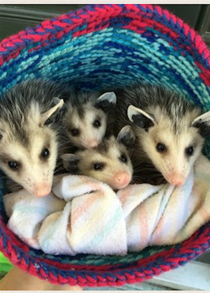 Our Wild Neighbors: Opossums image