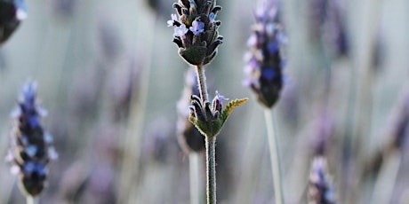 Weekly Yoga and Meditation in the Lavender Fields **SPRING SALE** primary image