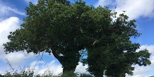 Hauptbild für Saving our friends - the trees- and the habitats they provide- 1 day event