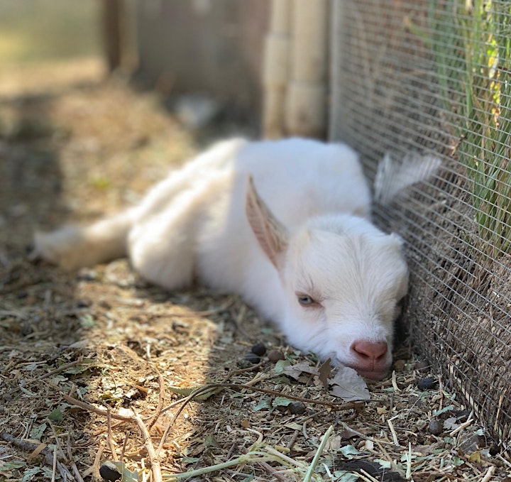 Baby Goat Yoga: Play with Baby Goats, Mini Donkey, Chickens and Pig! image