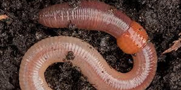 Earthworm Superheros Event  May 31st 2021  12 pm
