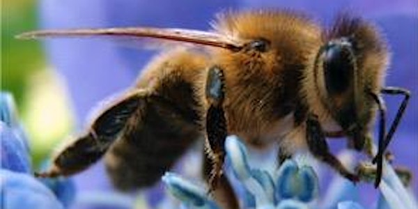 Year Round Varroa Mite & Virus Management: Keeping Your Hive Healthy