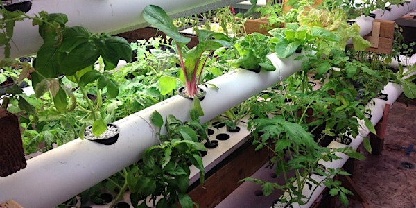 Let's Fire Up the Hydroponics Rack!
