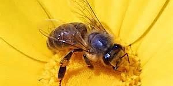 Pollinators: Honey Bees  Event  May  27th  2021  9.30am