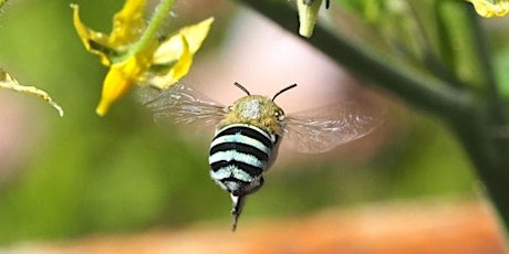 Bee-haviour it’s a buzz primary image