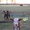 Logotipo de UF IFAS Extension Gulf County