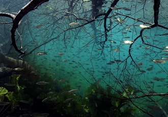 Hauptbild für Fr. 20. März 2015 - Dschungel unter Wasser   Beginn: 10.30 Uhr