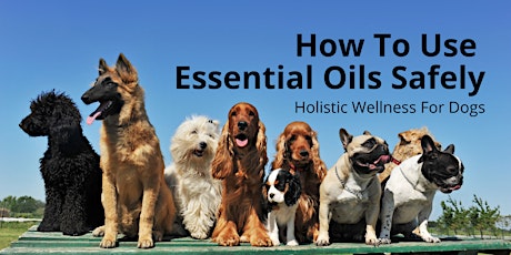 How To Use Essential Oils Safely - Holistic Wellness For Your Dogs primary image