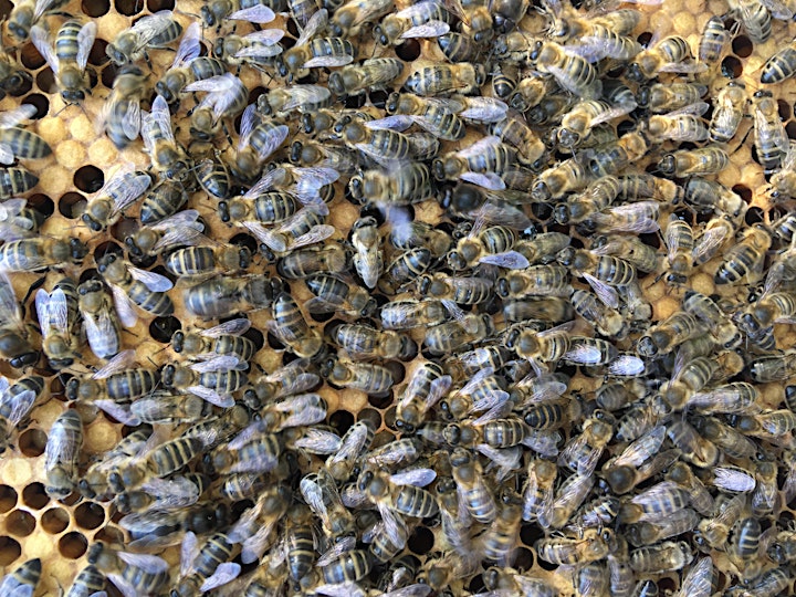 Bee Happy: An Introduction to Bees and Beekeeping image